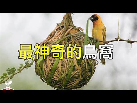 小鳥在家築巢風水|小鳥築巢帶來好運？